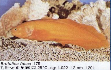Brotulina fusca